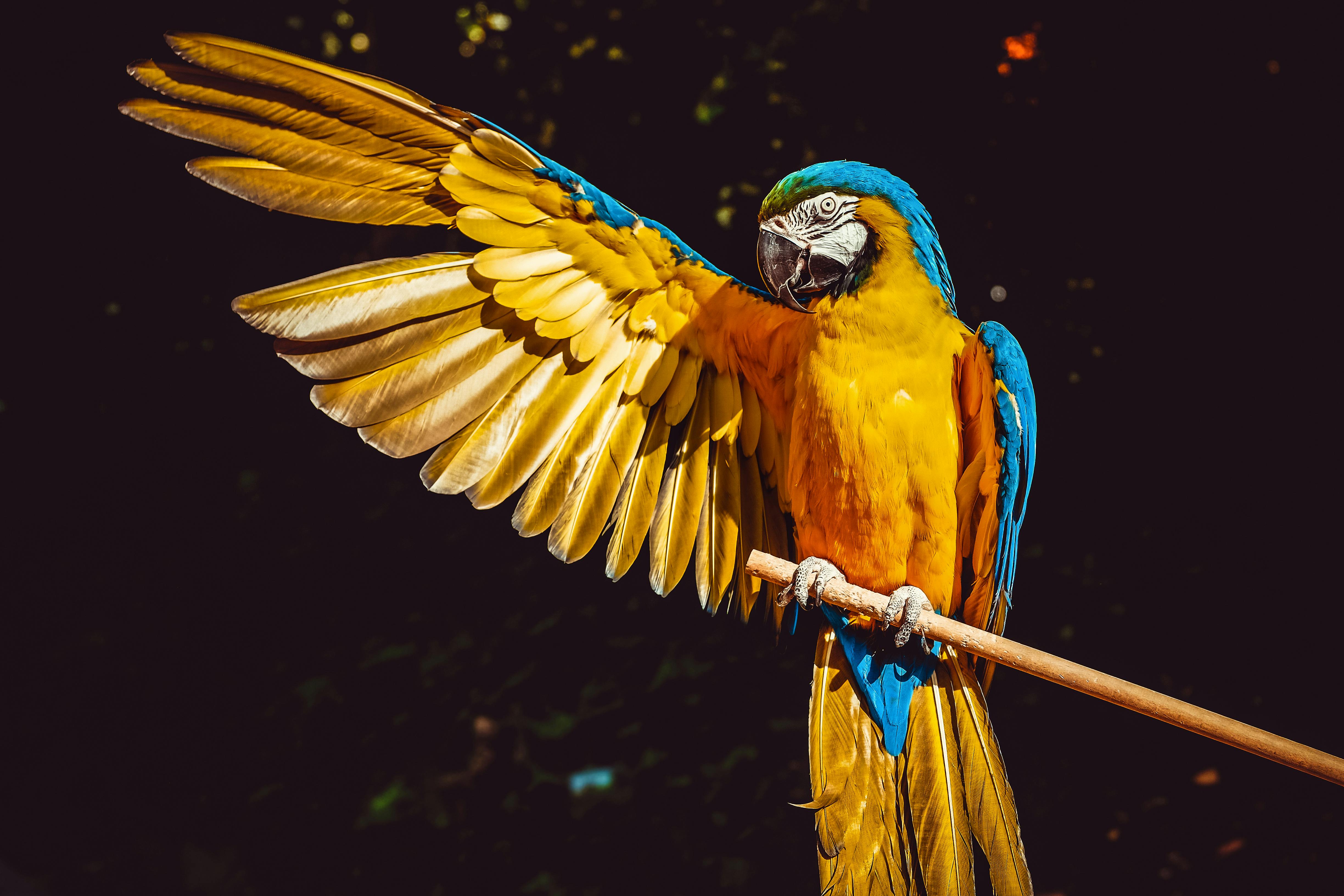 Expo-bourse aux oiseaux